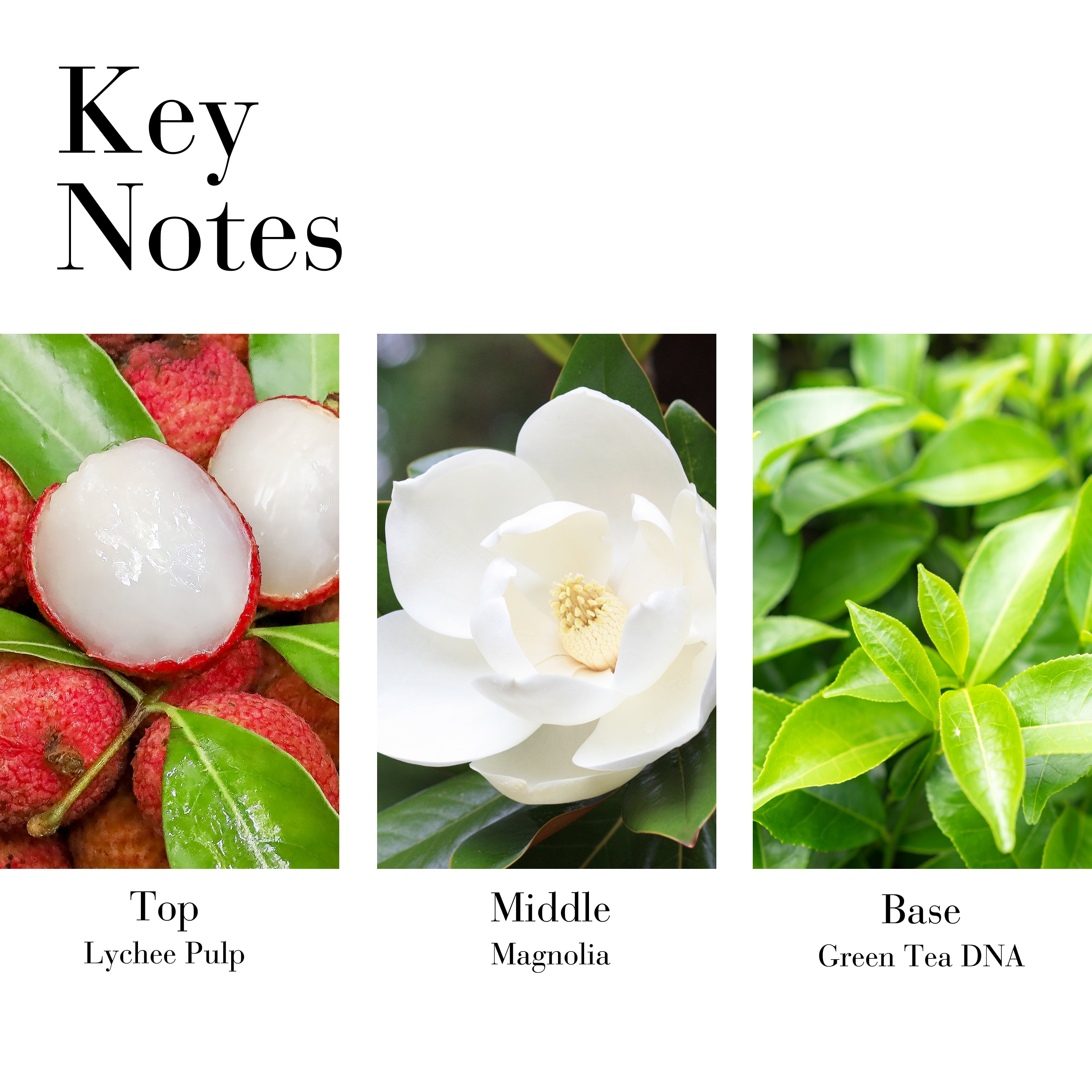 Elizabeth Arden Green Tea Lychee Lime Eau De Toilette