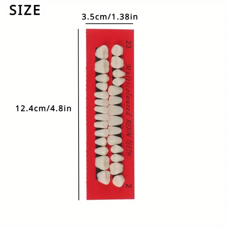 1Sets Resin Denture False Teeth, Dental Teaching Model, Resin Denture, Dental Supply Accessory Teeth Teaching Model